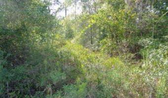 NW Mckenzie Boulevard lot 7 & 8, Altha, FL 32421