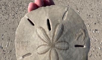 1187 Alligator Dr, Alligator Point, FL 32346