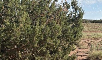 A County Road 5576, Concho, AZ 85924