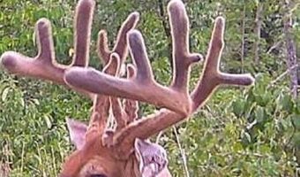 Off Hwy F, Annapolis, MO 63620