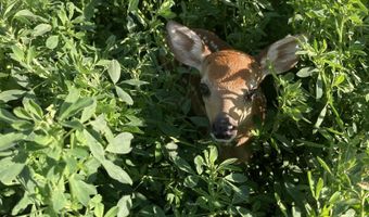 2590 220th St, Arion, IA 51520