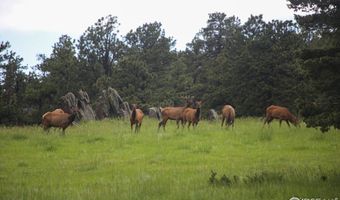 Old Flowers Rd, Bellvue, CO 80512