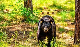 8716 National Forest Dr, Beulah, CO 81023