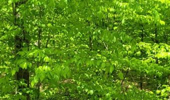 Barnes Road, Bardstown, KY 40004