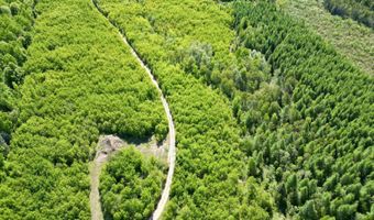 CR 557 40 Road, Arnold, MI 49819