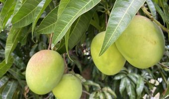 2611 Mikoi Pl, Kihei, HI 96753