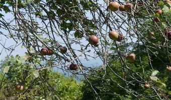 Tbd Old Mountain Road, Banner Elk, NC 28604