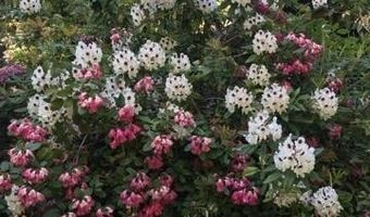 355 Granite St, Ashland, OR 97520