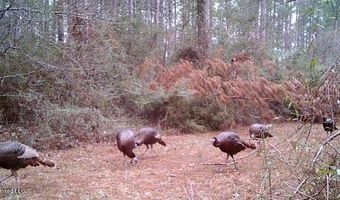 259 Forest Lake Rd, Beaumont, MS 39423