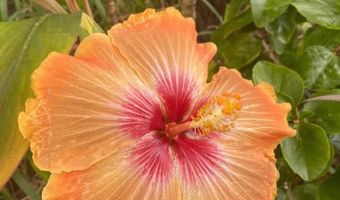 7953 Hana Hwy, Haiku, HI 96708