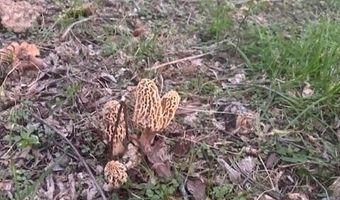 1307 Route Af, Ava, MO 65608