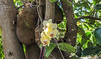 265 HAHANA Rd, Haiku, HI 96708