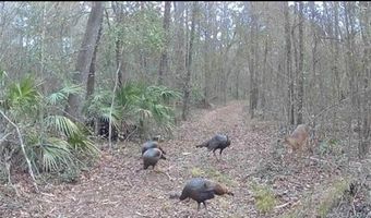 4814 NW 244 Ave, Alachua, FL 32615