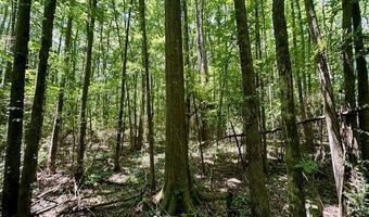 NE Williams Street, Brookhaven, MS 39601
