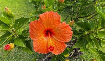 15-1487 15TH Ave, Keaau, HI 96749