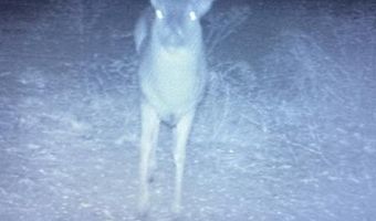 Mayes, Adair, OK 74330