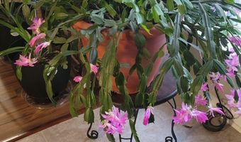 6629 Eubank Dr, Appling, GA 30802