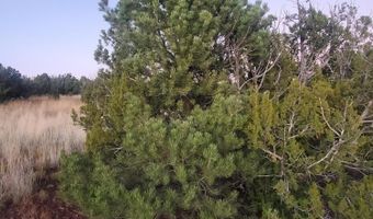 1 COUNTY ROAD N8155, Concho, AZ 85924