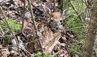 212 Long Rapids Rd, Alpena, MI 49707