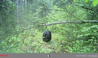 TBD Net River, Amasa, MI 49903