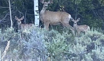 HALF MOON LAKE LODGE, Pinedale, WY 82941