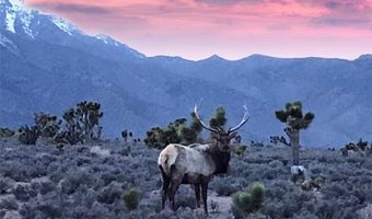 159 Eagle Nest Cir, Cold Creek, NV 89124