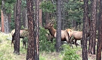 56 Co Rd 2266, Alpine, AZ 85920