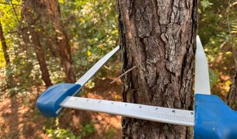 0 Military Rd, Beaverton, AL 35544