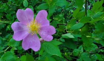 4775 S 50th Rd, Aldrich, MO 65601