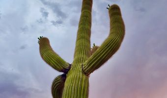 30920 N SUNRISE RANCH Rd, Cave Creek, AZ 85331