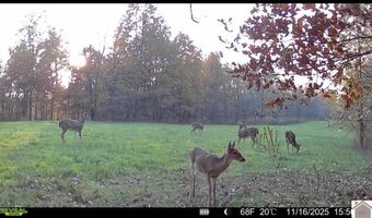 115 County Road 1039, Bardwell, KY 42023