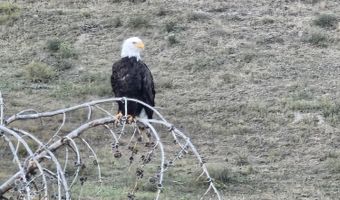 UPPER PICNIC RIDGE Road, Bondurant, WY 82922