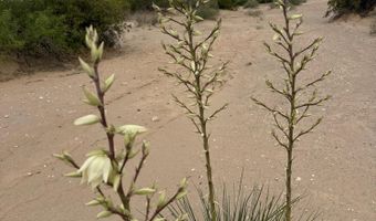 970 Valley Vista Dr, Anthony, NM 88021