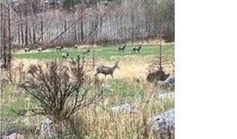 44174 Poudre Canyon Rd, Bellvue, CO 80512