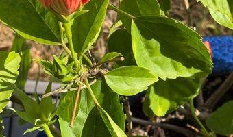 142 LAYTON Dr, Bethany Beach, DE 19930