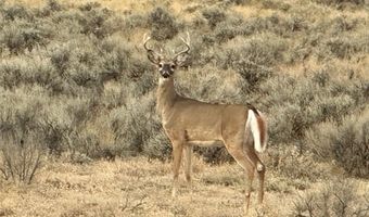 95 Mill Draw Overlook, Belfry, MT 59008