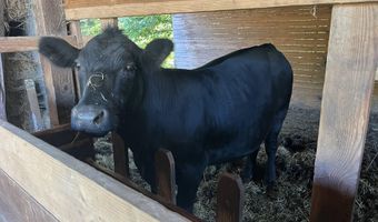 21076 NW Green Mountain Rd, Banks, OR 97106