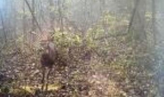 Whiskey Creek Lane, Batesville, AR 72501
