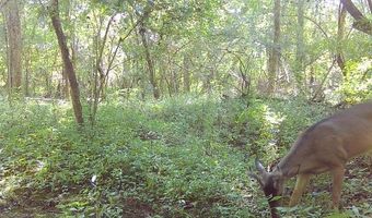 Williams Street, Brookhaven, MS 39601