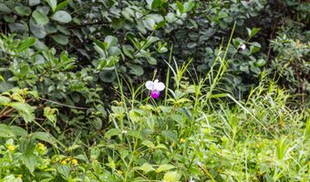 PARADISE DR, Keaau, HI 96749