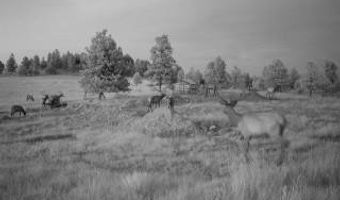 Tbd W Parrott Creek, Roundup, MT 59072