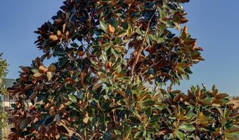 240 Sendero Horse Thief, Alpine, TX 79830