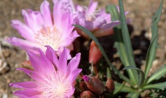 nhn Ruby Creek Road unit 946-18 946-18, Belfry, MT 59008