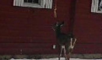 382 Wrightville Rd, Ashland, ME 04732