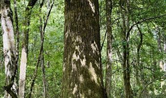 1551 Buckatunna Chicora Clara Rd, Buckatunna, MS 39322