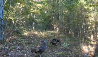 Whiskey Creek Lane, Batesville, AR 72501