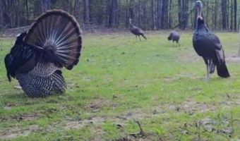 Pleasant Hill Road, Ashland, MS 38603