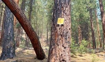 40 Acres Off 36N06, Adin, CA 96006