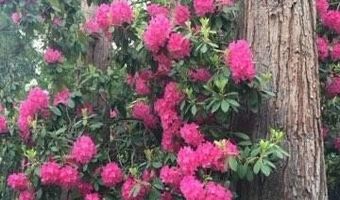 355 Granite St, Ashland, OR 97520