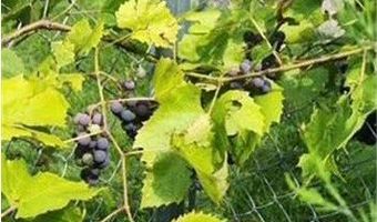 1019 Ash St, Alexandria, MN 56308